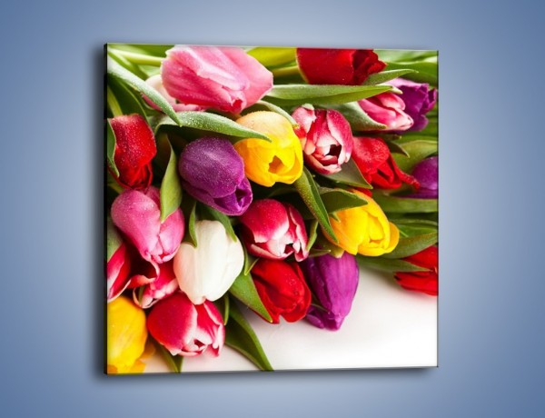 Obraz na płótnie – Spokój i luz zachowany w tulipanach – jednoczęściowy kwadratowy K538