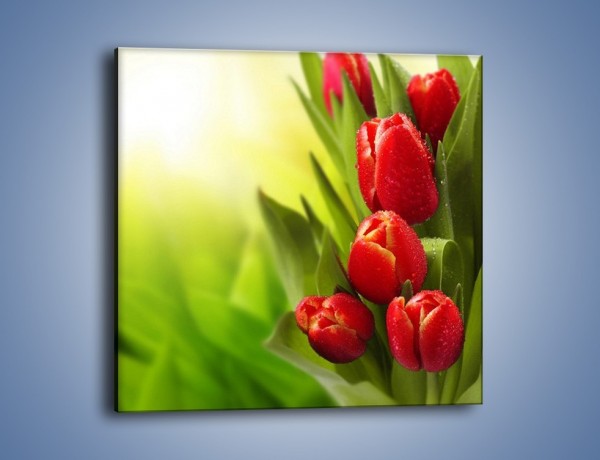 Obraz na płótnie – Liście tulipanów – jednoczęściowy kwadratowy K546