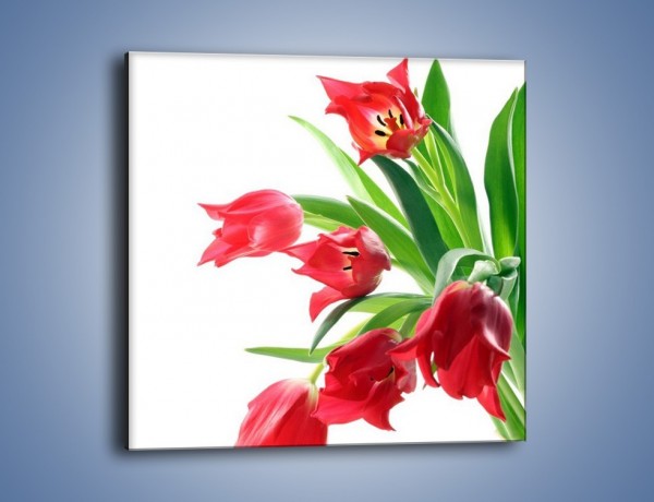 Obraz na płótnie – Dawno temu z tulipanem – jednoczęściowy kwadratowy K547