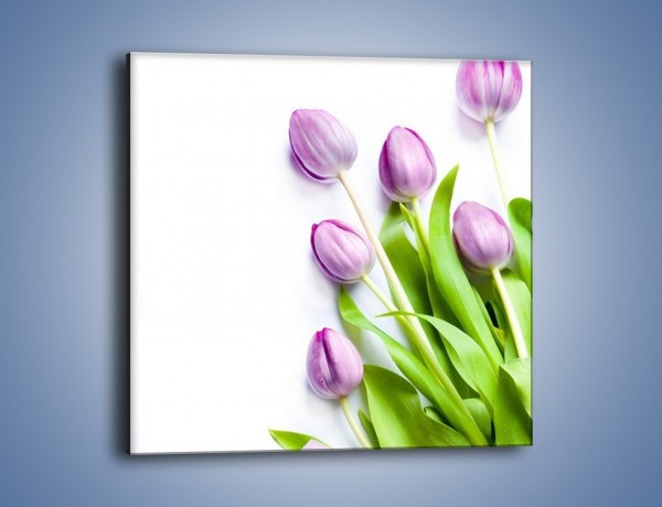 Obraz na płótnie – Fioletowe piękno z tulipanem – jednoczęściowy kwadratowy K548