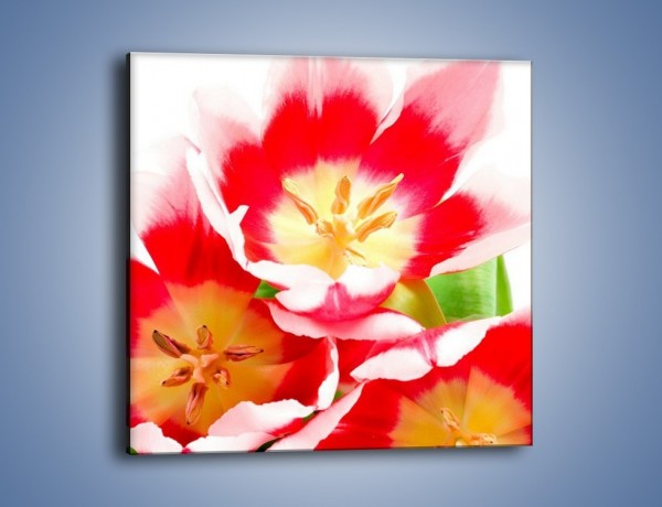 Obraz na płótnie – Kwiatki z bajki – jednoczęściowy kwadratowy K550