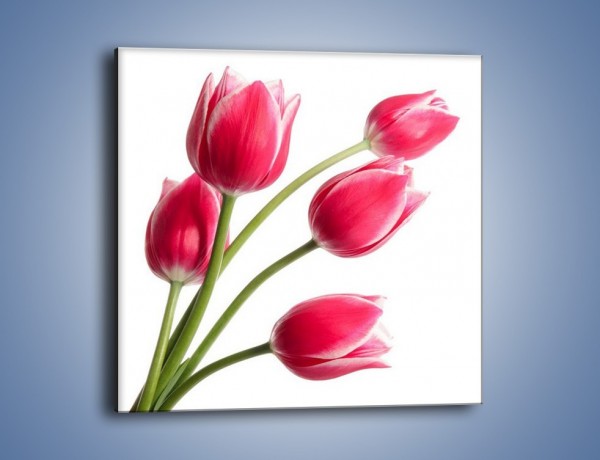 Obraz na płótnie – Pięć razy tulipany – jednoczęściowy kwadratowy K551