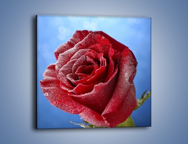 Obraz na płótnie – Róża w chłodne dni – jednoczęściowy kwadratowy K597