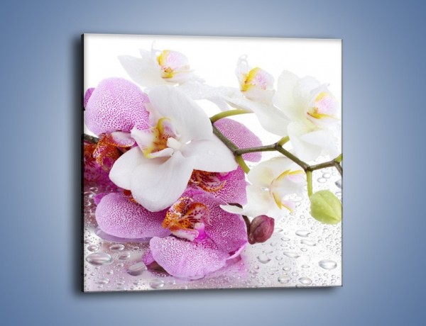 Obraz na płótnie – Kwiat na kroplach rosy – jednoczęściowy kwadratowy K616