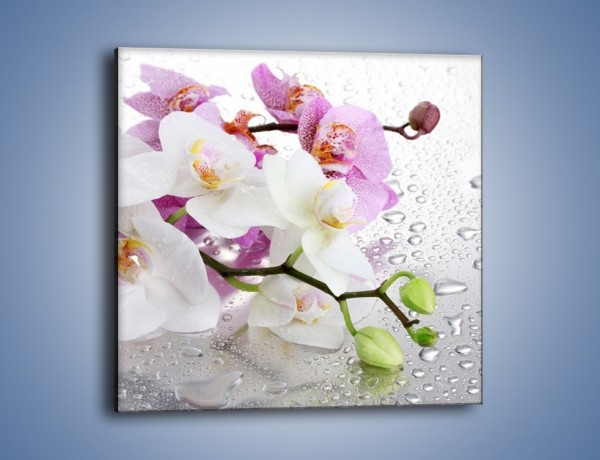 Obraz na płótnie – Kwiaty na mokrej szybie – jednoczęściowy kwadratowy K617