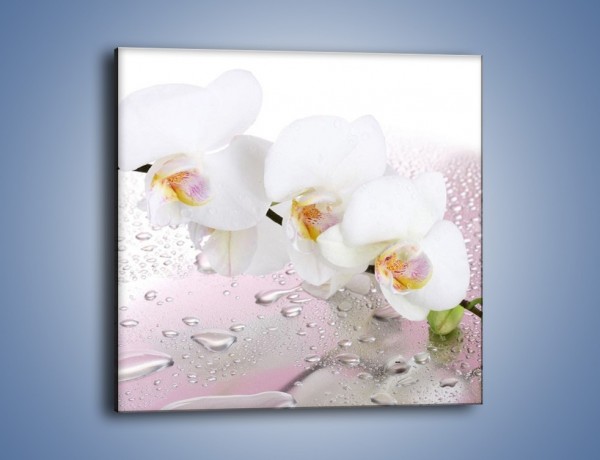 Obraz na płótnie – Czysta biel kwiata po deszczu – jednoczęściowy kwadratowy K618