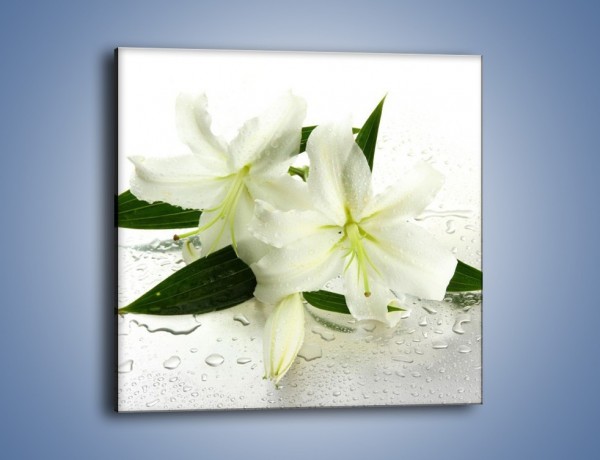Obraz na płótnie – Niewinność białej lilii – jednoczęściowy kwadratowy K632
