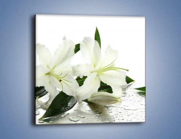 Obraz na płótnie – Czysta biel kwiatów – jednoczęściowy kwadratowy K633