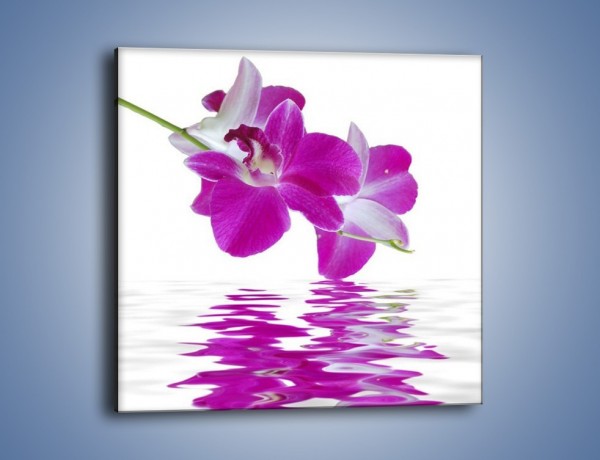 Obraz na płótnie – Rozwinięty kwiat w wodnym odbiciu – jednoczęściowy kwadratowy K673