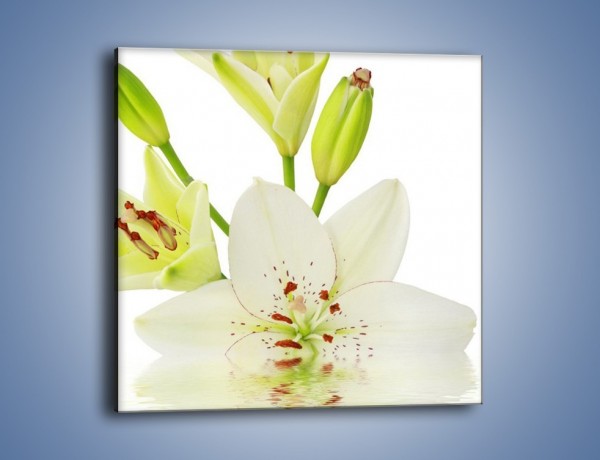 Obraz na płótnie – Zatopiona lilia – jednoczęściowy kwadratowy K677