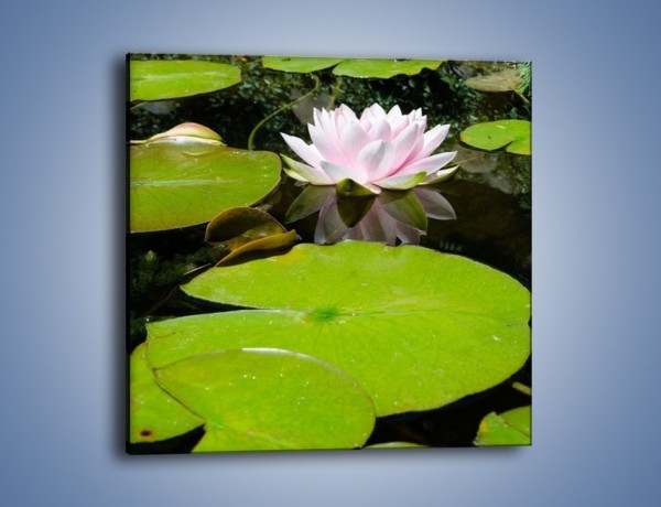 Obraz na płótnie – Staw z wodnymi roślinami – jednoczęściowy kwadratowy K680