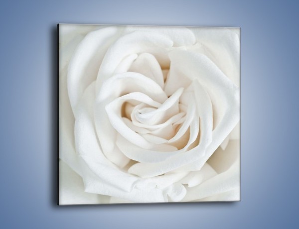 Obraz na płótnie – Biel róży za dnia – jednoczęściowy kwadratowy K709