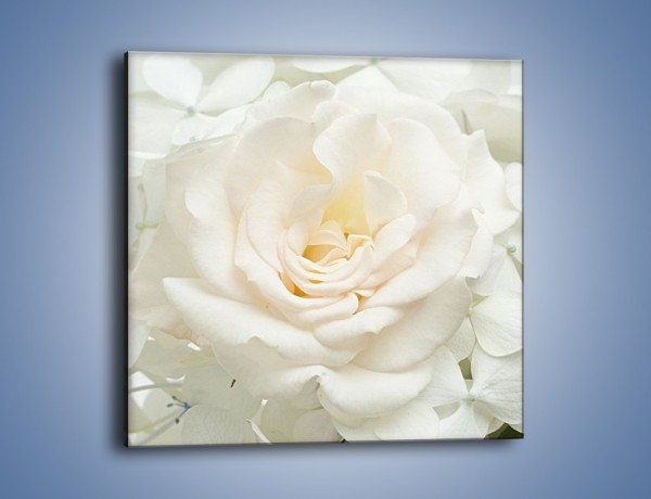 Obraz na płótnie – Czysta biel kwiatów – jednoczęściowy kwadratowy K712
