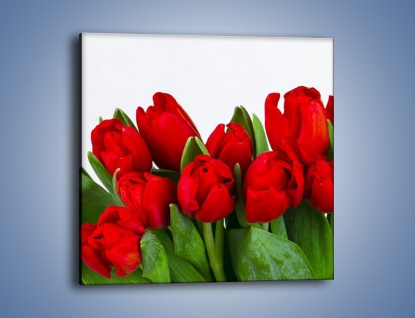 Obraz na płótnie – Tulipany na dzień kobiet – jednoczęściowy kwadratowy K740
