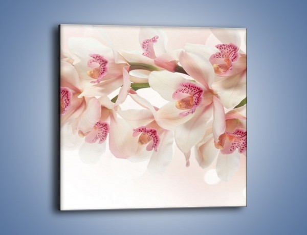 Obraz na płótnie – Szlachetne różowe storczyki – jednoczęściowy kwadratowy K756