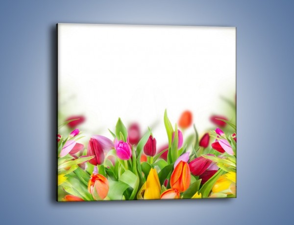 Obraz na płótnie – Tulipanowe bukieciki – jednoczęściowy kwadratowy K763