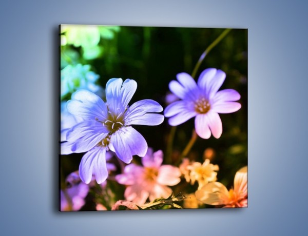 Obraz na płótnie – Niebieskie główki kwiatuszków – jednoczęściowy kwadratowy K769