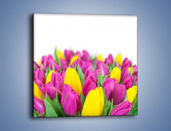Obraz na płótnie – Bukiet fioletowo-żółtych tulipanów – jednoczęściowy kwadratowy K778