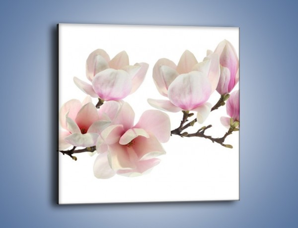 Obraz na płótnie – Zerwana gałązka magnolii – jednoczęściowy kwadratowy K780