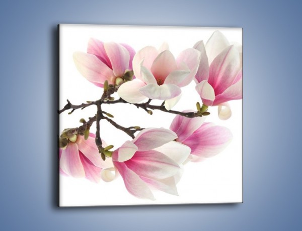 Obraz na płótnie – Wirujące kwiaty magnolii – jednoczęściowy kwadratowy K781