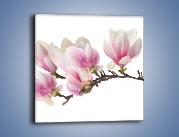 Obraz na płótnie – Rzut na gałąź magnolii – jednoczęściowy kwadratowy K782