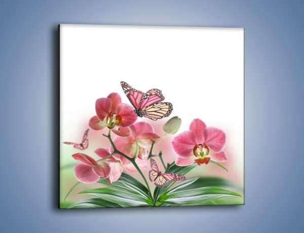 Obraz na płótnie – Różowy motyl czy kwiat – jednoczęściowy kwadratowy K786