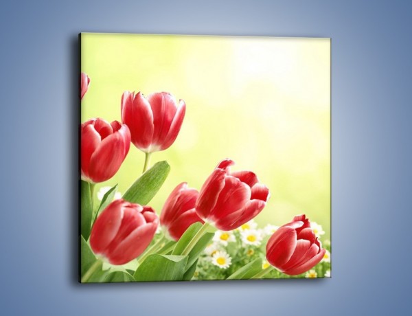 Obraz na płótnie – Polne tulipany i stokrotki – jednoczęściowy kwadratowy K789