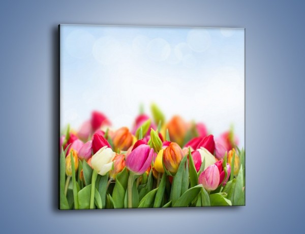 Obraz na płótnie – Ogrzane w słońcu tulipany – jednoczęściowy kwadratowy K792