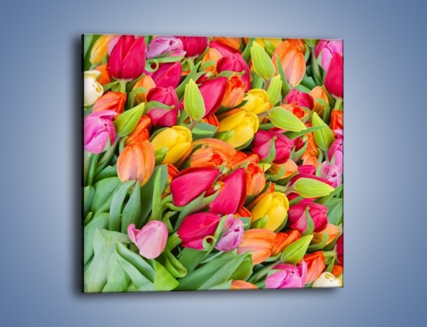 Obraz na płótnie – Ścięte pole tulipanów – jednoczęściowy kwadratowy K803