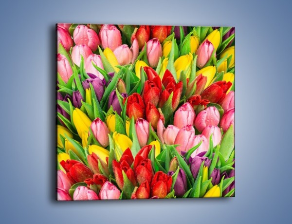 Obraz na płótnie – Cały widok w tulipanach – jednoczęściowy kwadratowy K804