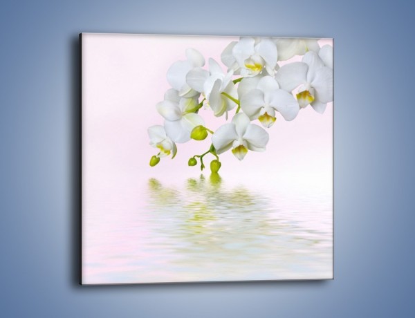 Obraz na płótnie – Spragnione wody białe storczyki – jednoczęściowy kwadratowy K809