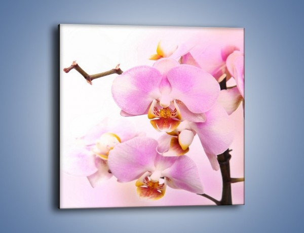 Obraz na płótnie – Delikatny motyw z kwiatami – jednoczęściowy kwadratowy K815