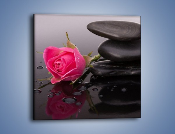 Obraz na płótnie – Róża schowana za kamieniem – jednoczęściowy kwadratowy K833