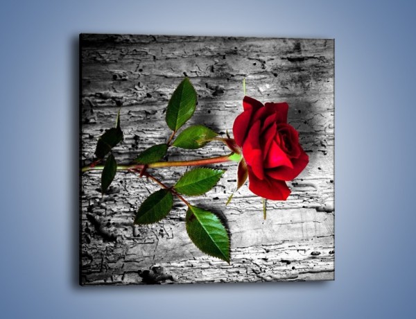 Obraz na płótnie – Róża na surowym tle – jednoczęściowy kwadratowy K843