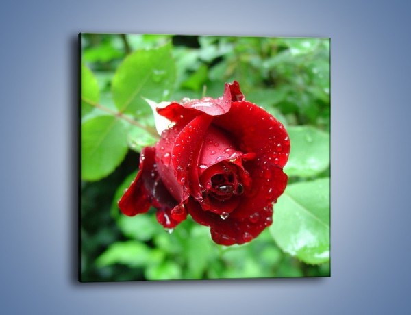 Obraz na płótnie – Zdrowa róża w ogrodzie – jednoczęściowy kwadratowy K875