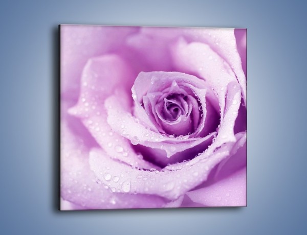 Obraz na płótnie – Jasny fiolet w róży – jednoczęściowy kwadratowy K894