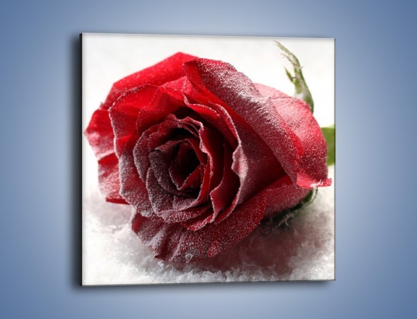 Obraz na płótnie – Zimne podłoże i czerwona róża – jednoczęściowy kwadratowy K933