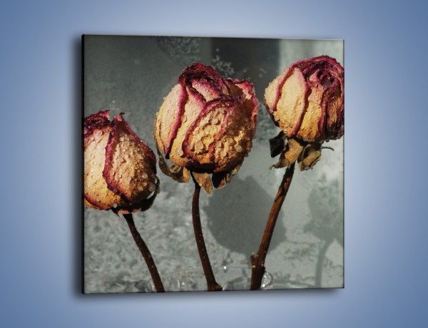 Obraz na płótnie – Ususzone zmoczone róże – jednoczęściowy kwadratowy K944