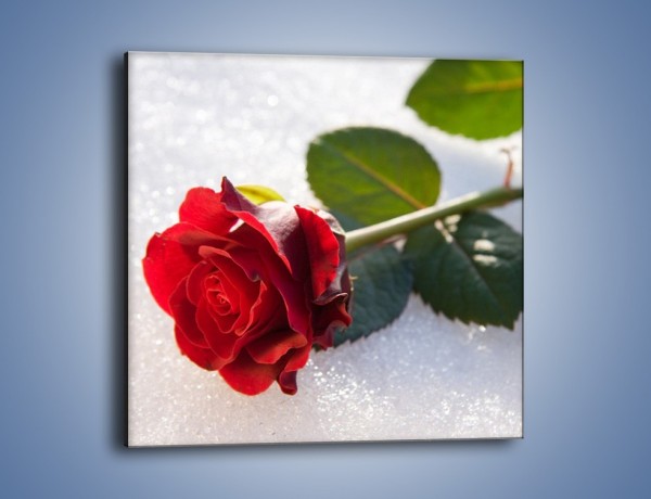 Obraz na płótnie – Gorąca róża na zmrożonej tafli – jednoczęściowy kwadratowy K946