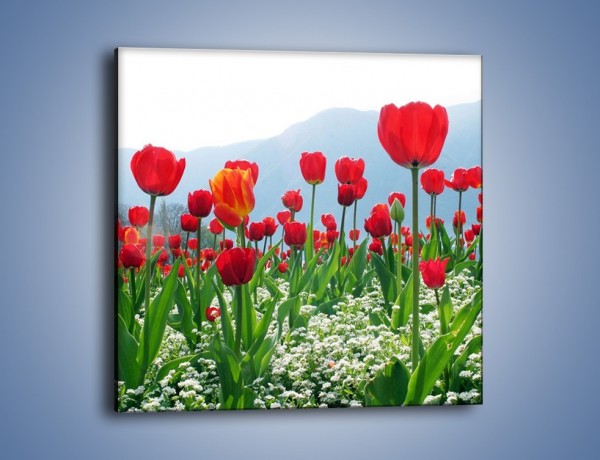 Obraz na płótnie – Konwalie wśród dojrzałych tulipanów – jednoczęściowy kwadratowy K947