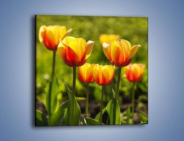 Obraz na płótnie – Pomarańczowe kwiaty i zieleń – jednoczęściowy kwadratowy K952