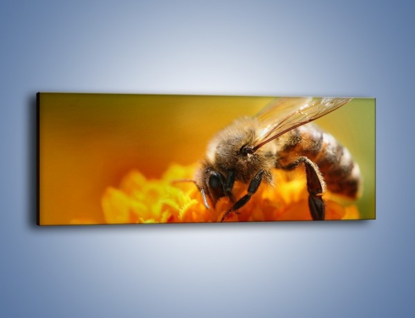 Obraz na płótnie – Pszczoła zbierająca nektar – jednoczęściowy panoramiczny Z002