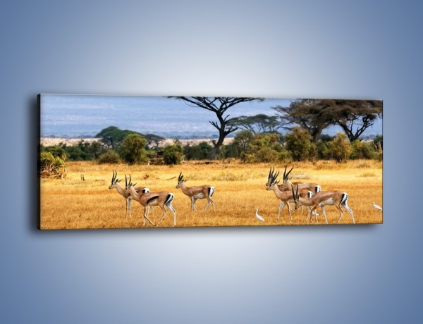 Obraz na płótnie – Antylopy w słonecznej afryce – jednoczęściowy panoramiczny Z003