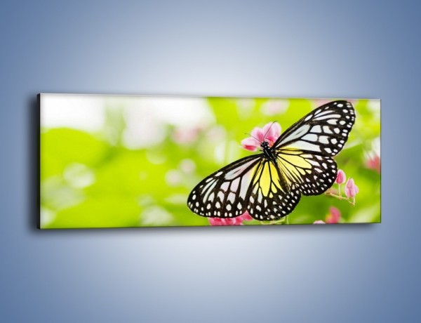 Obraz na płótnie – Motyl w letni poranek – jednoczęściowy panoramiczny Z004