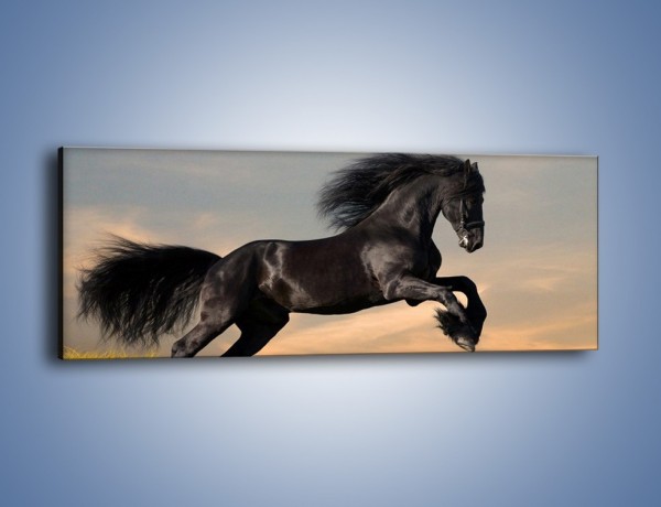 Obraz na płótnie – Czarny koń w galopie – jednoczęściowy panoramiczny Z008
