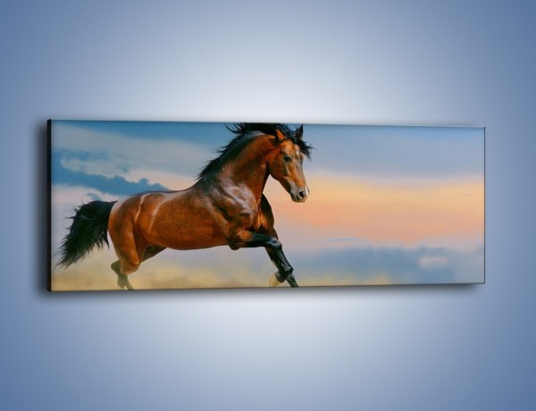 Obraz na płótnie – Brązowy koń na pustyni – jednoczęściowy panoramiczny Z011