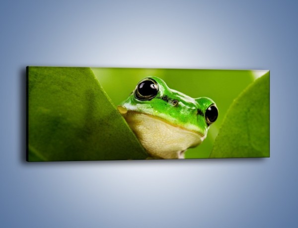 Obraz na płótnie – Zielony świat żabki – jednoczęściowy panoramiczny Z014
