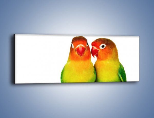 Obraz na płótnie – Sekrety uśmiechniętych papug – jednoczęściowy panoramiczny Z017