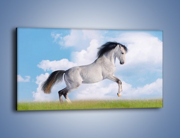 Obraz na płótnie – Białe obłoki i koń – jednoczęściowy panoramiczny Z019
