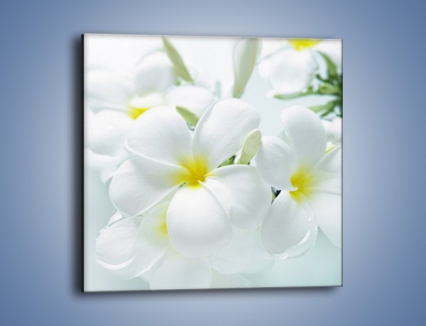 Obraz na płótnie – Śniegowe główki kwiatów – jednoczęściowy kwadratowy K963